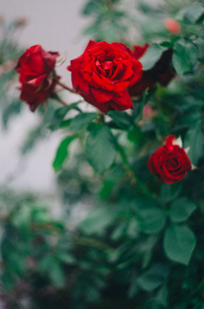 A selective of elegant roses on the bush in a gardenの写真素材