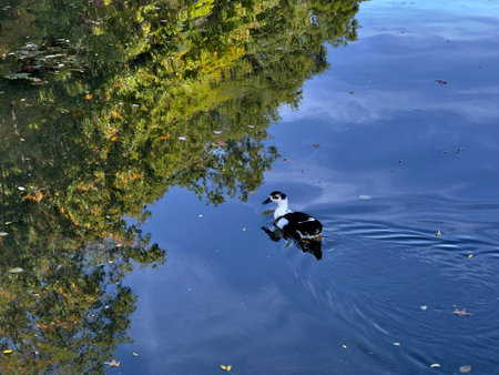 A beautiful view of common eider swimming on the river