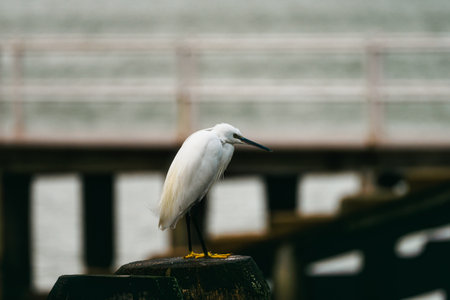 A close-up selective focus shot of the tiny white egret standing on the stairs.