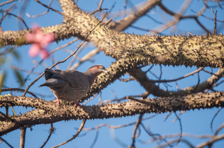 A beautiful shot of a cute pigeon perched on a thorny tree branch under a clear bright blue skyの写真素材