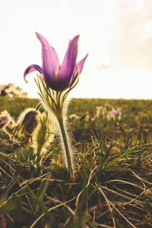 Beautiful violet pasque flowers in early spring during golden sunset at the meadow in Brno, Czech...