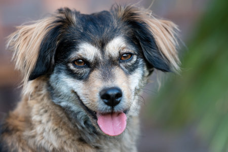 Portrait of a chihuahua hybrid with long furの写真素材