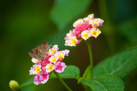 A macro of a butterfly on a pink lantana flowerの写真素材
