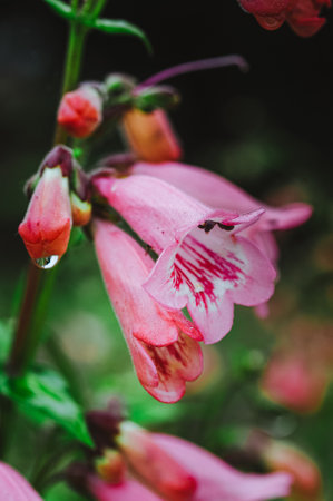 A closeup of wet Penstemon flowers in the garden during rainy dayの写真素材