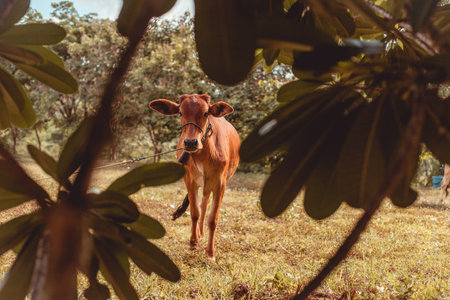 A calf seen through the tree branchesの写真素材