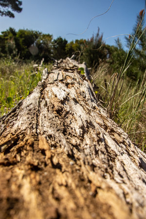 A vertical shot of a trunk in a sunny fieldの写真素材