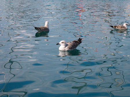 Beautiful photo of seagulls floating on the water on a sunny dayの写真素材