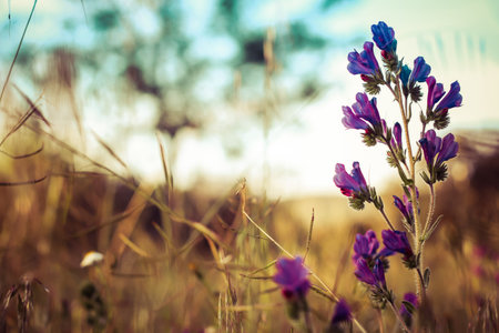 A closeup shot of a Echium plantagineum flower in a field on a blurred backgroundの写真素材