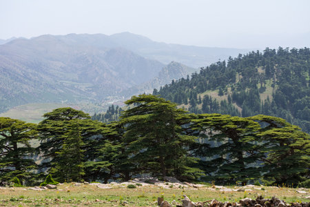 Scenic View from Chelia National Park. Atlas Cedar Forest (Cedrus Atlantica) in Mount Chelia in the Aures mountains in Algeriaの写真素材