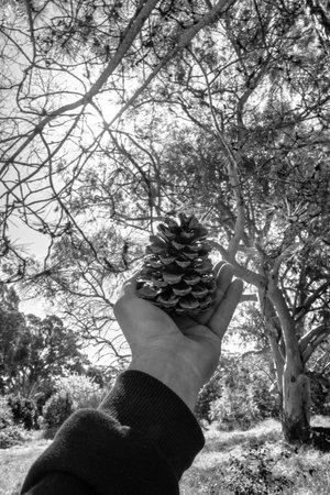A vertical grayscale shot of a hand holding a pine cone in a sunny fieldの写真素材