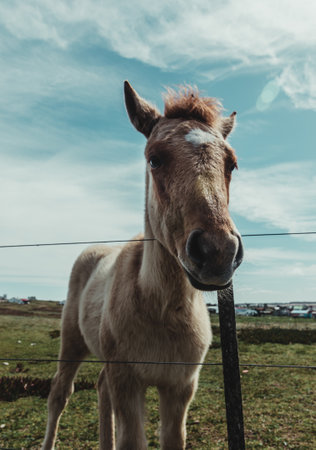 A brown horse in Cabo Polonio, Uruguay
