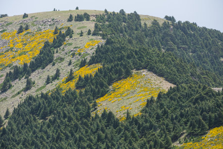 Scenic View from Chelia National Park. Atlas Cedar Forest (Cedrus Atlantica) in Mount Chelia in the Aures mountains in Algeriaの写真素材