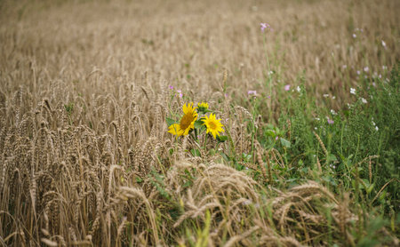 A view of three small yellow sunflowers in the field on a sunny dayの写真素材