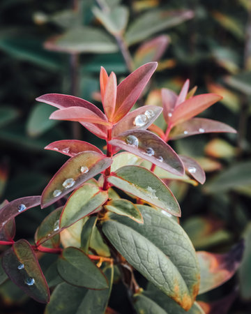 A selective of a succulent plant with water dropletsの写真素材
