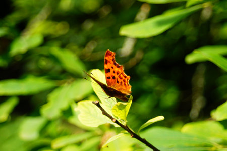 A Comma butterfly in the green in a park in Frankfurt, Germany. Strong bokeh and strong contrast. A splash of orange colour in the green bushes.の写真素材