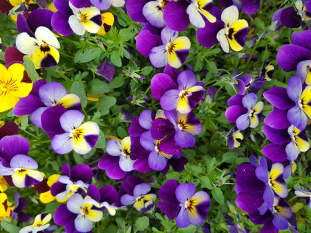 A closeup shot of beautiful pansies growing in a gardenの写真素材