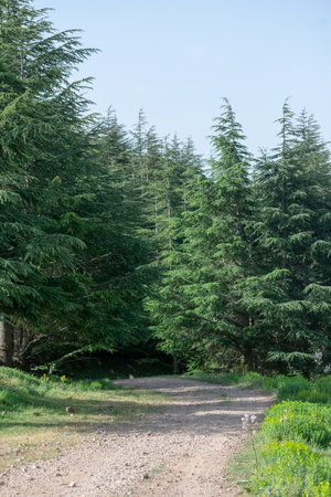 Scenic View from Chelia National Park. Atlas Cedar Forest (Cedrus Atlantica) in Mount Chelia in the Aures mountains in Algeriaの写真素材