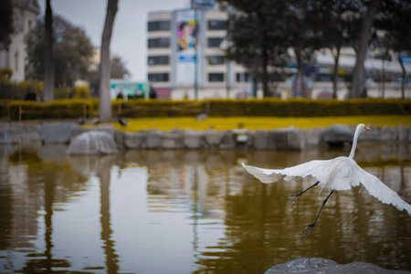A selective focus of great white egret unfurling his wings and flyingの写真素材