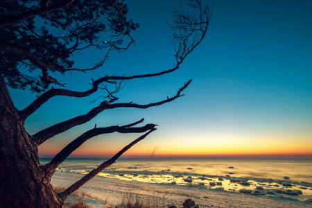 A scenic view of a tree during sunset at the coast of the Baltic Sea, Lithuaniaの写真素材