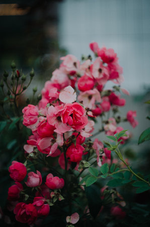 A selective of elegant roses on the bush in a gardenの写真素材