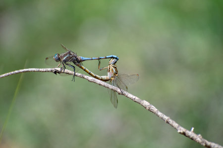 Close-up shot of Epaulet Skimmer (Orthetrum chrysostigma) male and female matingの写真素材