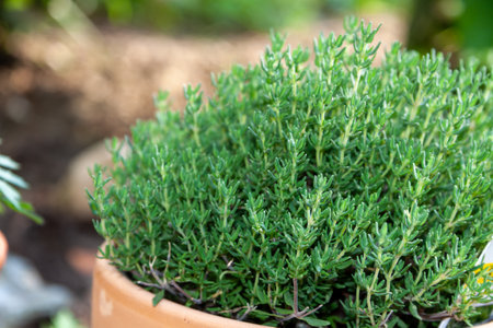 A closeup of a beautiful vibrant green plant on a blurry backgroundの写真素材