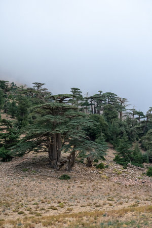 Scenic view of Blue Atlas cedar forest in foggy weather from Chelia national park, Aures mountains,...