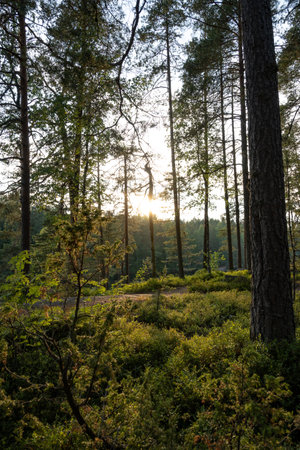 A vertical shot of a green forest under a clear sky at sunset
