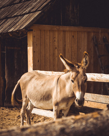 A cute mule near the farm fence looking at the viewerの写真素材