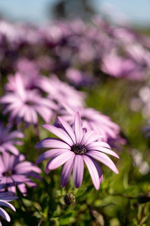 A vertical shot of African daisies growing in a garden under the sunlight with a blurry backgroundの写真素材