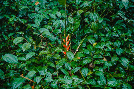 A shot of a green plant in Green Costa Rica, Central America