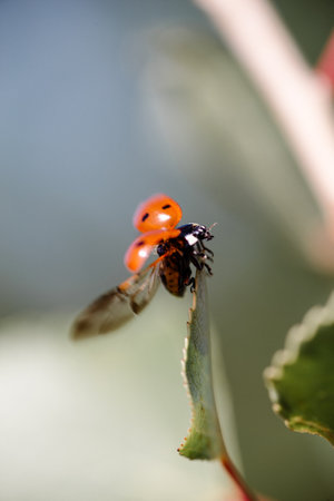 A selective focus of a ladybird standing on the green leavesの写真素材