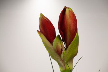Buds of a red Amaryllis flower with white backgroundの写真素材