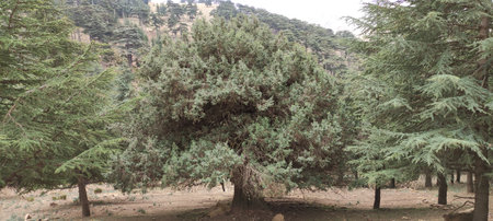 Juniperus thurifera (Spanish juniper) in Chelia national park, Aures mountains, Algeria