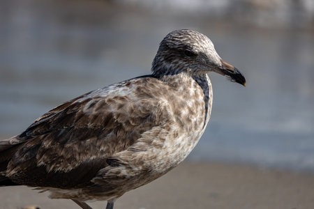 A seagull on a seaside in Beach 67 Rockaway in New York, USA