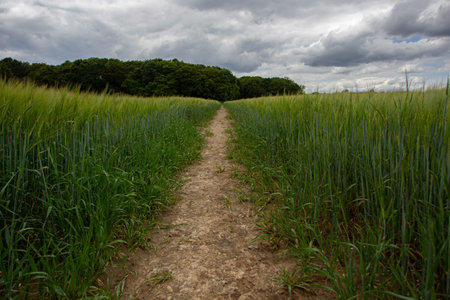 A landscape of a cornfield under a cloudy sky in the countryside in Essex