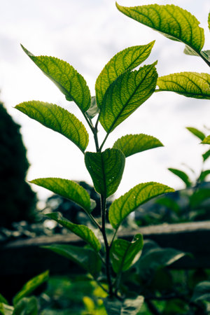 A vertical shot of tree leaves growing in the garden under a white sky