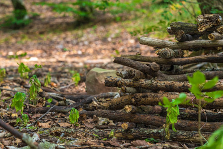 The Pile of stacked firewood in the forest