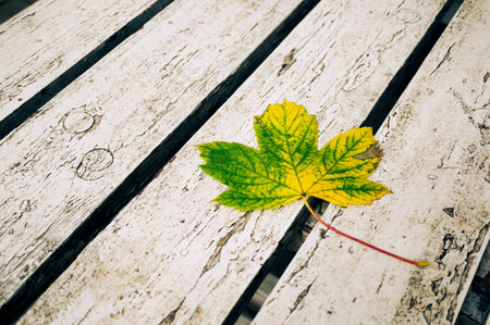 A close-up shot of a beautiful autumn leaf on a wooden bench.の写真素材