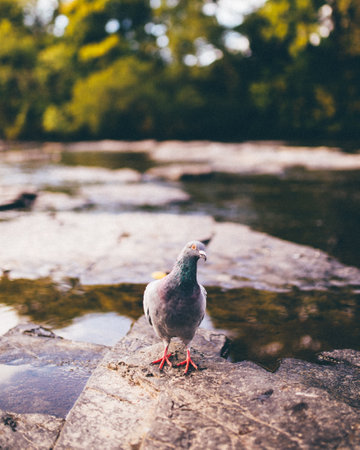 A vertical shot of a pigeon perched on a rock outdoors during daylightの写真素材