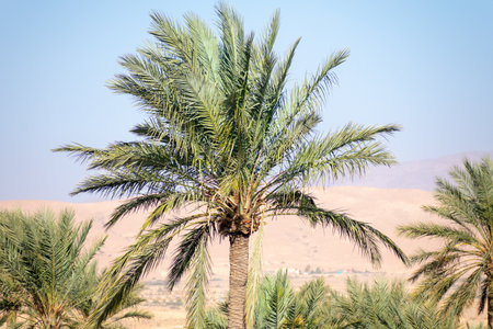 Scenic views of palm tree oasis, old building, mountains and sunsets, from El Gantera, Biskraの写真素材