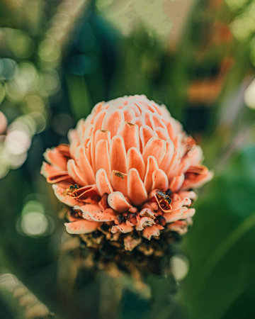 A vertical shot of a flower in Costa Rica, Central Americaの写真素材