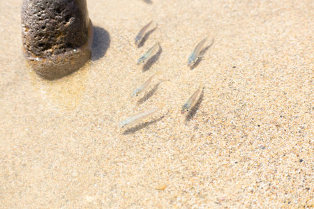 A shoal of fishes swimming in the transparent clean waterの写真素材