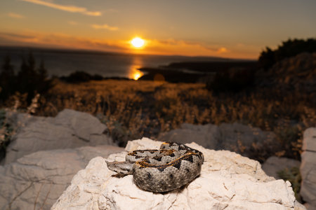 A selective focus shot of a horned viper or Vipera ammodytes on a rock outdoors during sunset