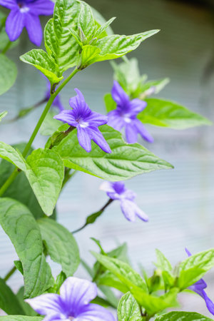A vertical shot of beautiful violet Browallia flowers in the garden during the daytime