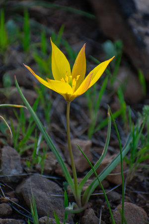Close-up shot of Wild Tulip (Tulipa Sylvestris) Flowerの写真素材