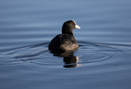 A black coot floating on calm water with its reflection on the surfaceの写真素材