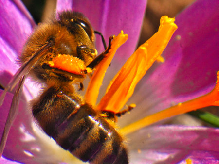 A macro shot of bee on a purple flower
