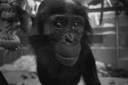A grayscale shot of a chimpanzee through a glass wallの写真素材