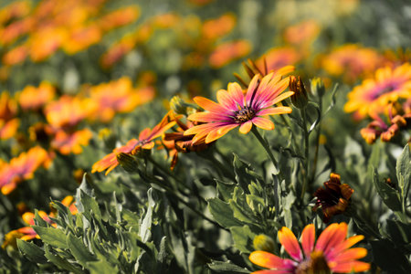 A selective focus shot of orange osteospermum flowers growing in the fieldの写真素材